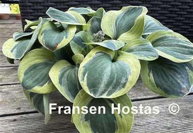 Hosta Frosted Mouse Ears