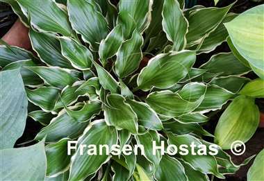 Hosta Frosted Raspberry
