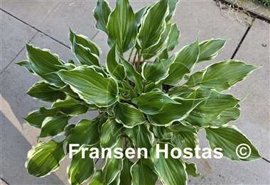 Hosta Frosted Raspberry