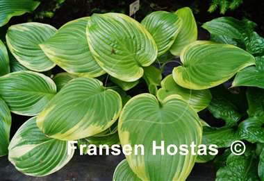 Hosta Frozen Margarita