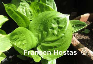 Hosta Fruit Cup