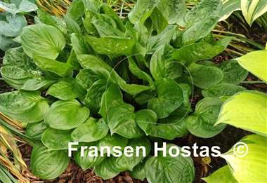 Hosta Fruit Cup