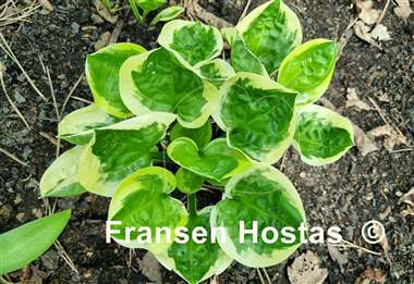 Hosta Fruit Loop