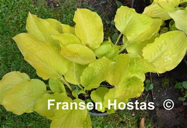 Hosta Fruit Punch