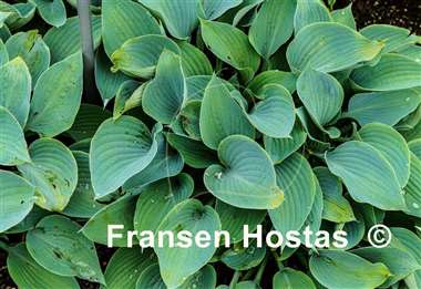 Hosta Fulda