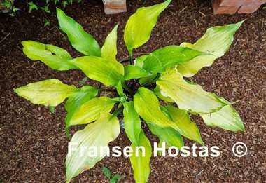 Hosta Funky Monkey