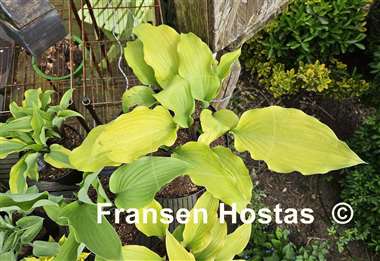 Hosta Funky Monkey