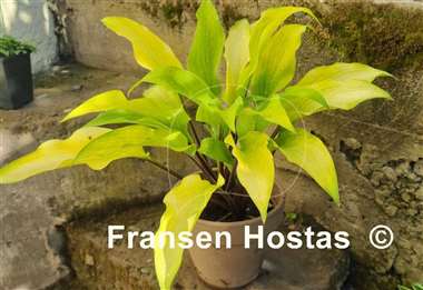 Hosta Funky Monkey