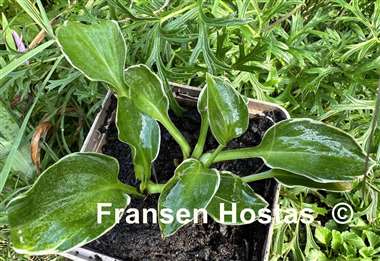 Hosta Funky Mouse
