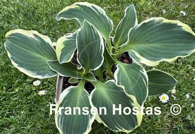 Hosta Funky Mouse