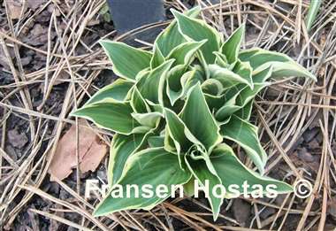 Hosta Funky Mouse
