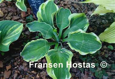 Hosta Funky Mouse