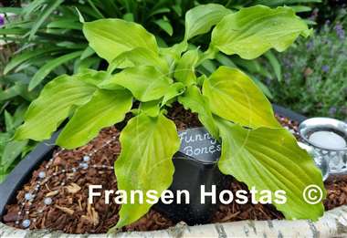 Hosta Funny Bones