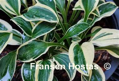 Hosta Funny Mouse