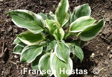 Hosta Fair Maiden