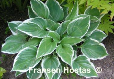 Hosta Fair Maiden
