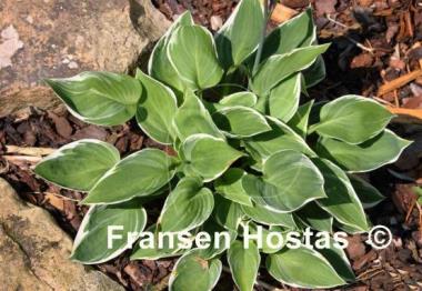 Hosta Fair Maiden