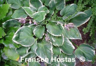 Hosta Fair Maiden