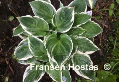 Hosta Fair Maiden