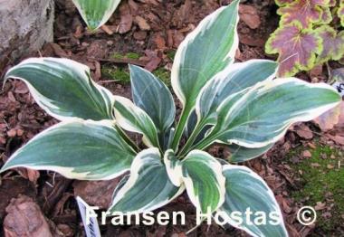 Hosta Fair Maiden