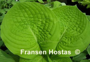 Hosta Faith