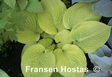 Hosta Faith