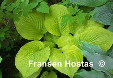 Hosta Faith