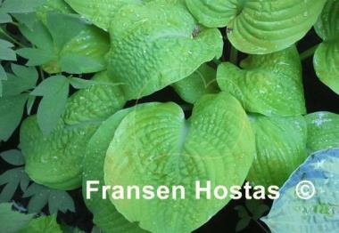 Hosta Faith