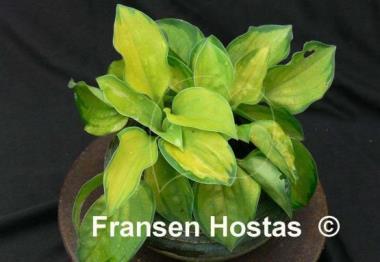 Hosta Faithful Heart