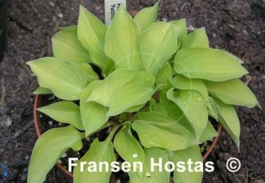 Hosta Faithful Heart