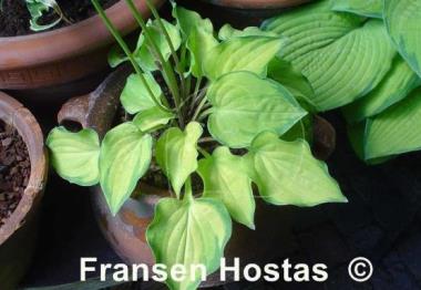 Hosta Faithful Heart