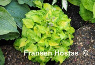 Hosta Faithful Heart