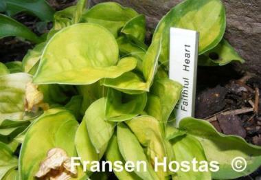 Hosta Faithful Heart