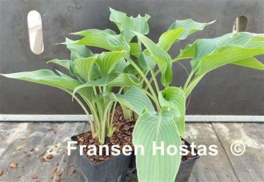 Hosta Fake Lightning