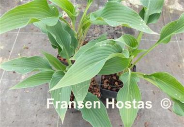 Hosta Fake Lightning