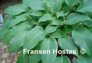 Hosta Fall Bouquet
