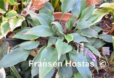 Hosta Fall Bouquet