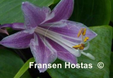 Hosta Fall Bouquet
