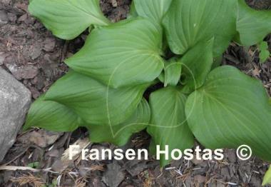 Hosta Fall Emerald