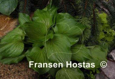 Hosta Fall Emerald