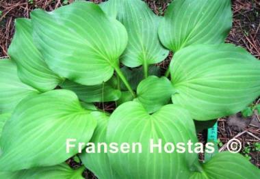 Hosta Fall Emerald
