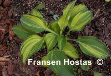 Hosta Falling Star