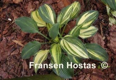 Hosta Falling Star