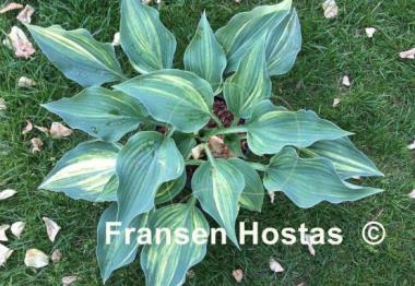 Hosta Falling Star