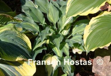 Hosta Falling Star