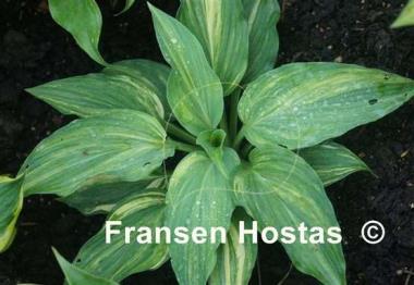 Hosta Fame Game
