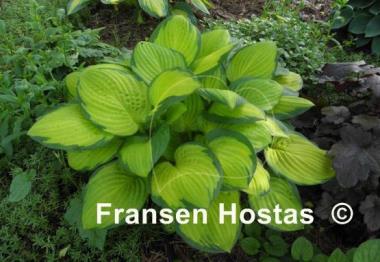Hosta Fan Dance
