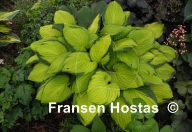 Hosta Fan Dance