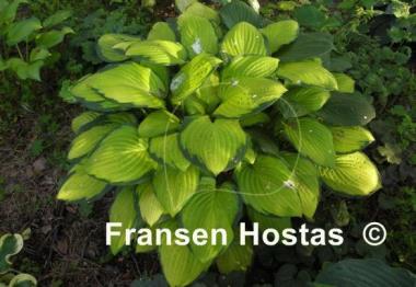 Hosta Fan Dance