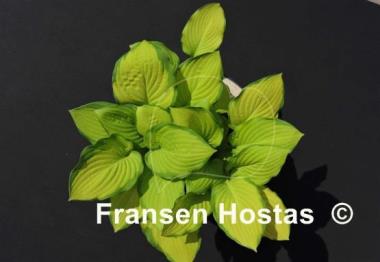 Hosta Fan Dance